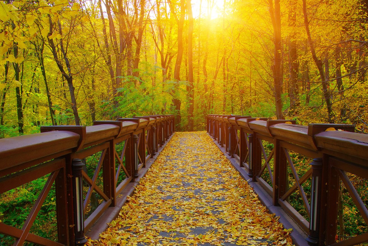 Pedestrian bridge in the woods with yellow leaves on the path in autumn.