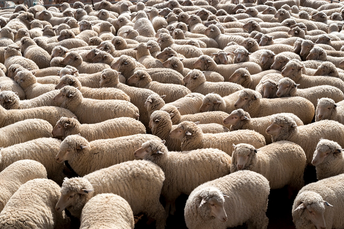 Herd of sheep walking the same direction.