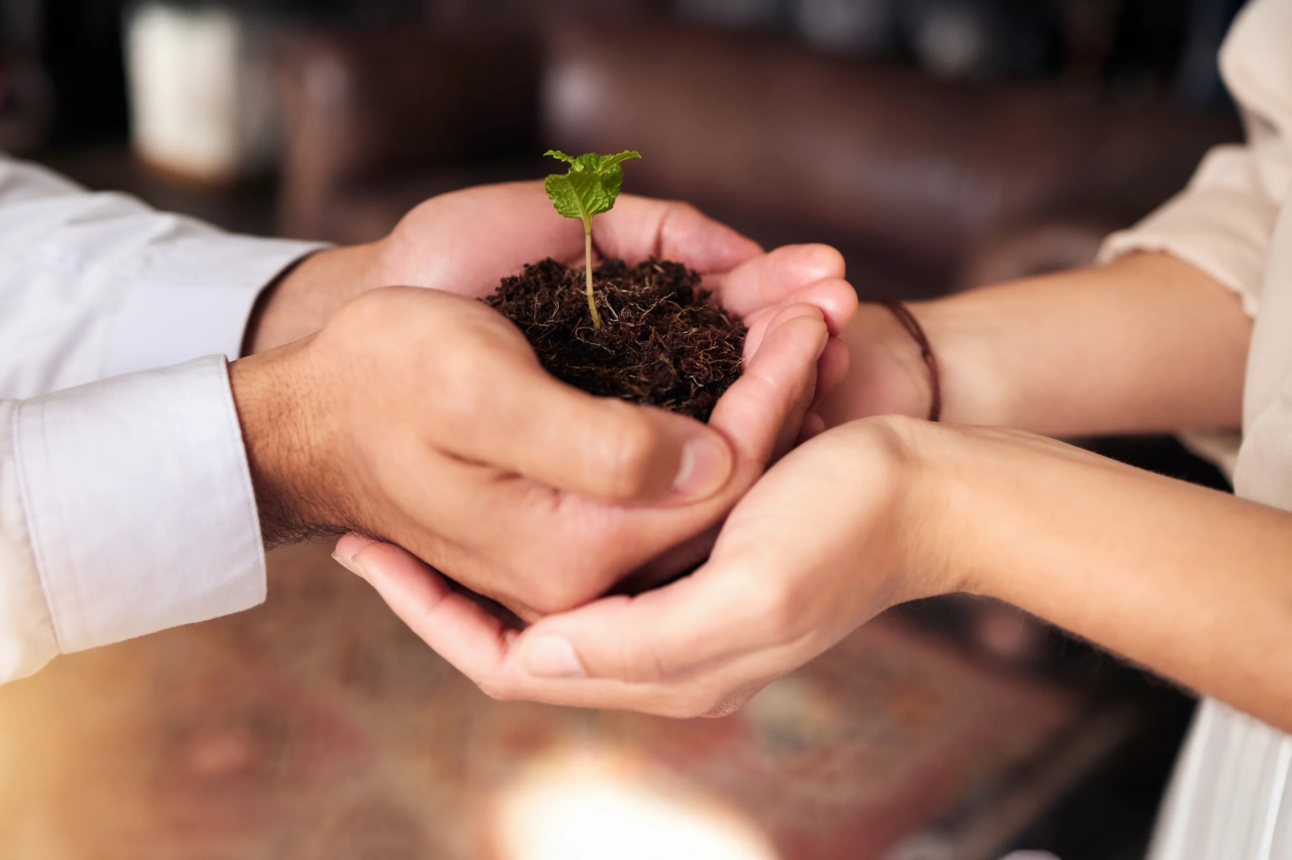 Pair of hands holding a seedling