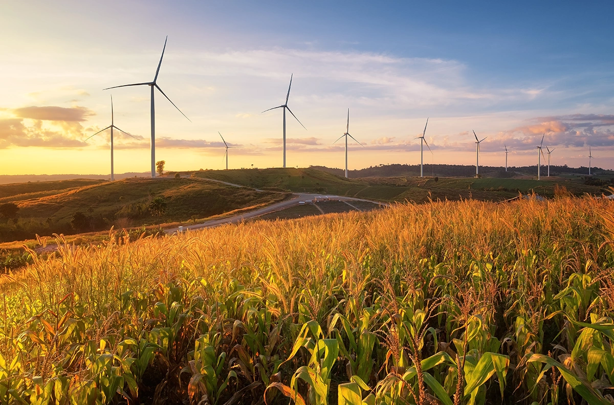 Cornfield with wind Turbines in the background.