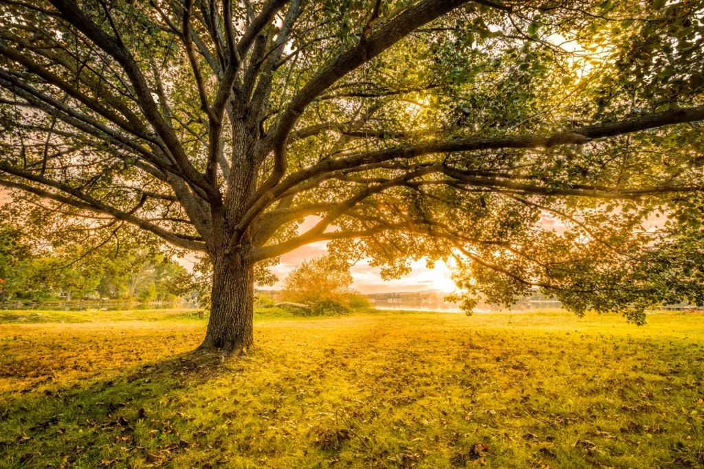 Tree with a golden sunset.