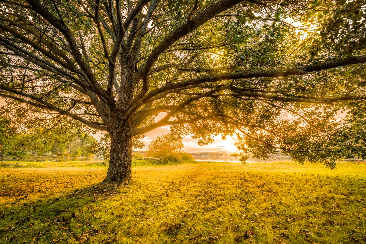 Tree with a golden sunset.
